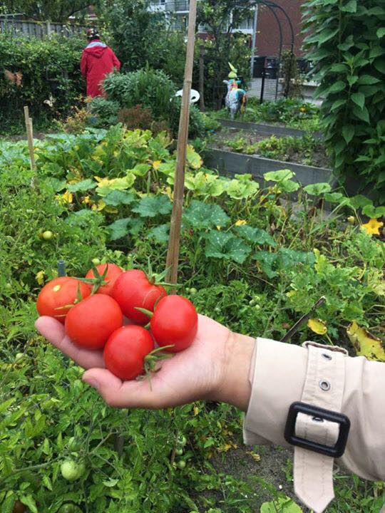 Stichting MILA Moestuin