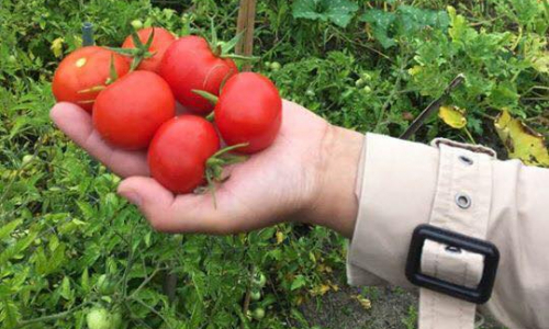 thumb Stichting MILA Moestuin klein